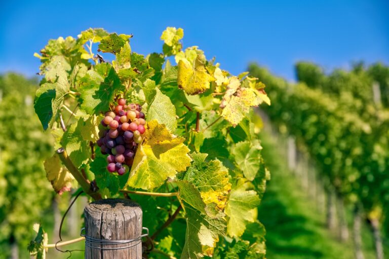 Best 13 Wineries in Santa Barbara CA: A Guide to Wine Tasting and Vineyard Tours