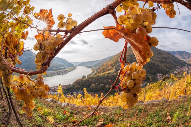 Best 10 Wineries in Kakheti: A Guide to the Top Vineyards in Georgia’s Wine Region