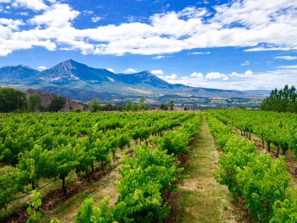 best wine tours in colorado